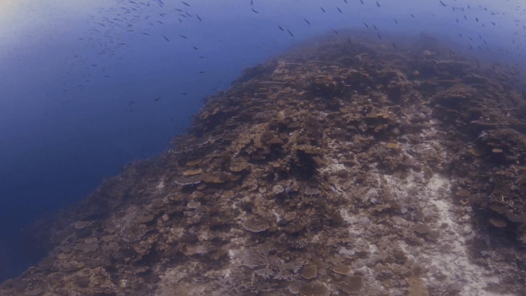 Reef Shark's Coral Pinnacle