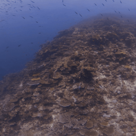 Reef Shark's Coral Pinnacle