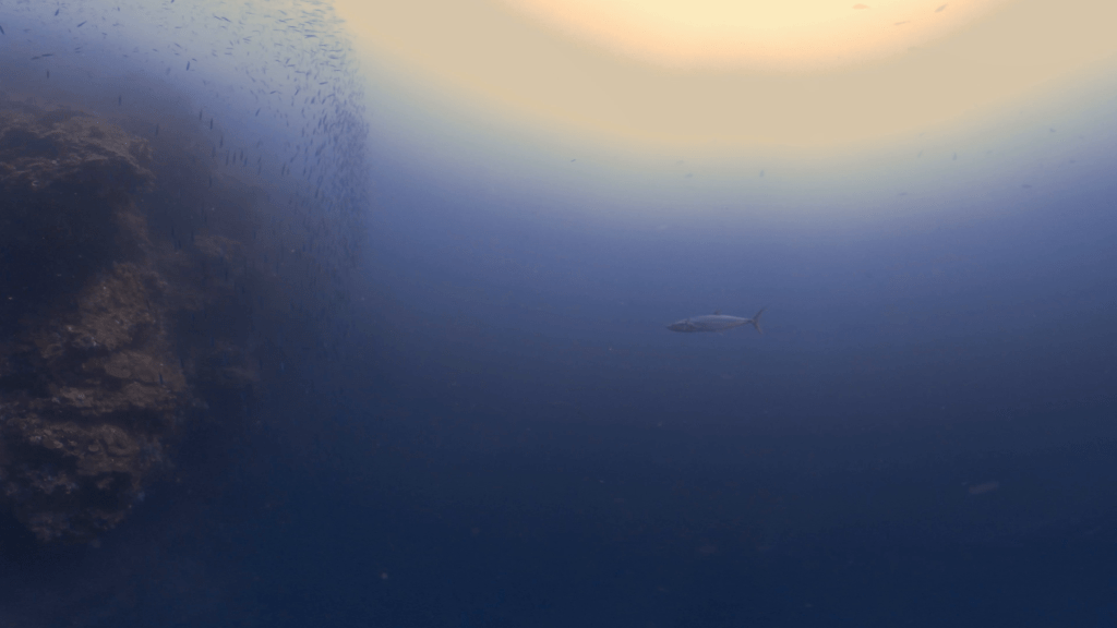 Scomber japonicus Hunting Bait Ball