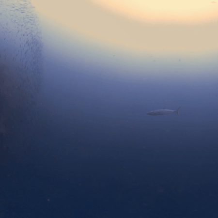 Scomber japonicus Hunting Bait Ball