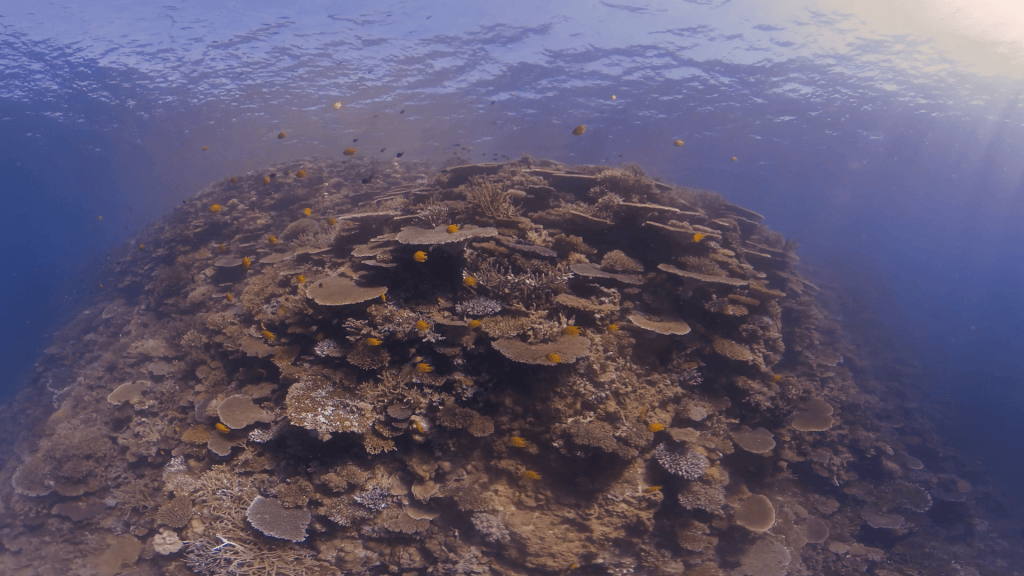 Sunlit Coral Tower: Reef Fish Haven