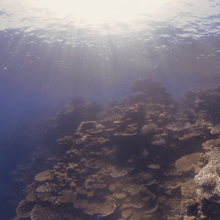 Sunlit Coral Majesty