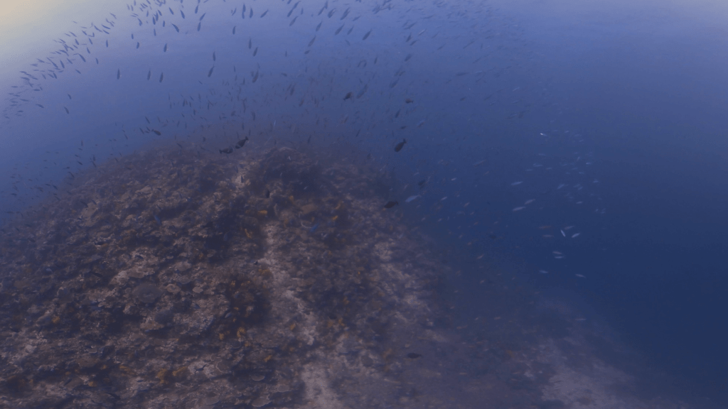 Bait Fish Swirl: Reef Pinnacle Life