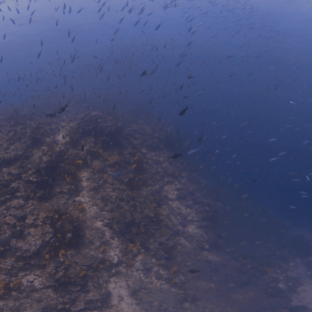 Bait Fish Swirl: Reef Pinnacle Life