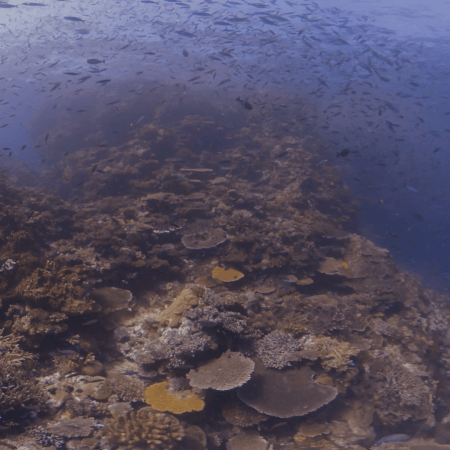 Coral Pinnacle Dance