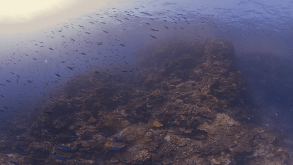 Azure Reef Dance: Sunlit Coral Haven