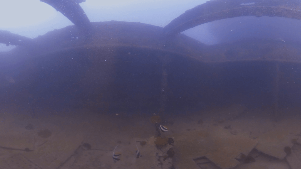Wreck Interior: Bannerfish Ballet