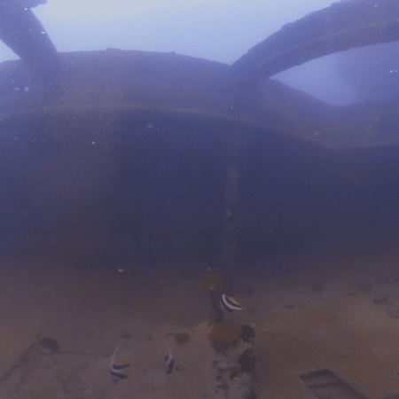 Wreck Interior: Bannerfish Ballet
