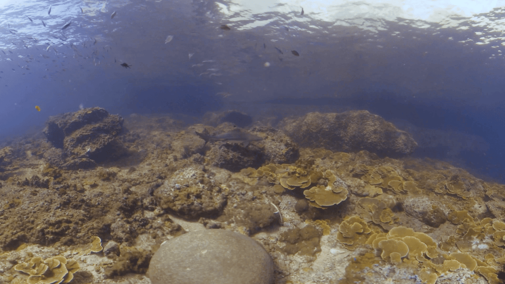 Reef Shark Glides Over Sunlit Corals