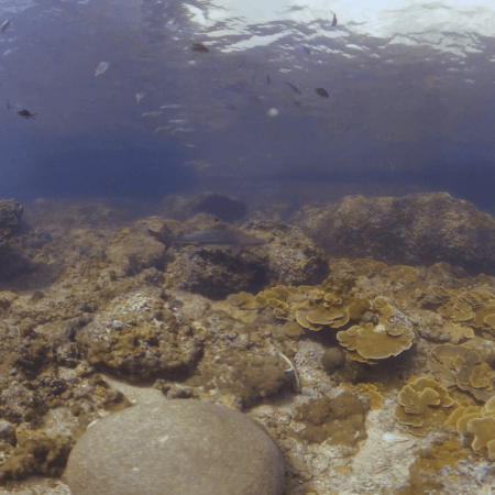 Reef Shark Glides Over Sunlit Corals