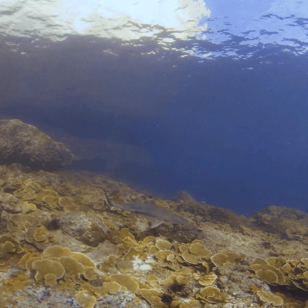 Reef Shark Glides Over Sunlit Coral