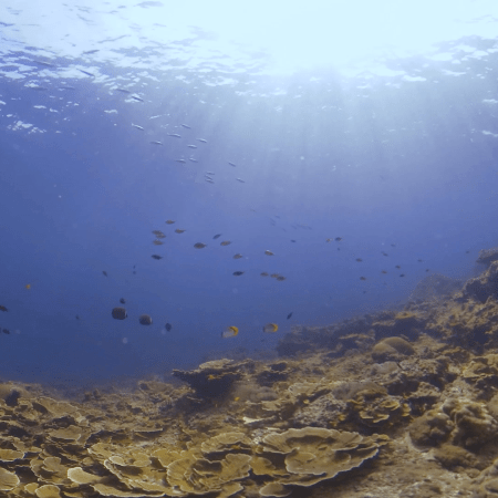 Sunlit Coral Garden: Schools of Reef Fish