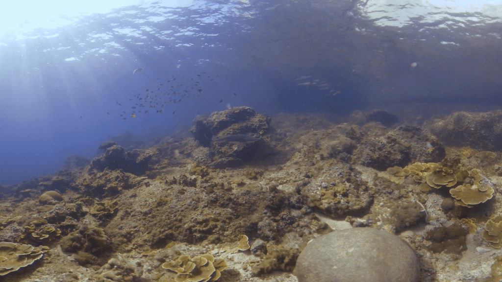 Sunlit Reef Canopy: Schooling Fish & Intact Corals