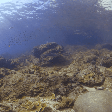 Sunlit Reef Canopy: Schooling Fish & Intact Corals