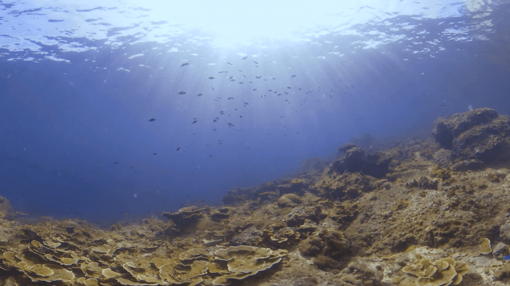 Sunlit Coral Slope, Vibrant Reef Fish