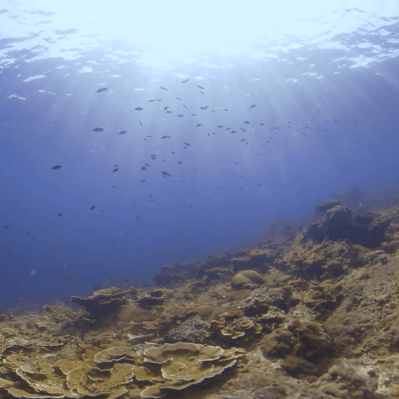 Sunlit Coral Slope, Vibrant Reef Fish