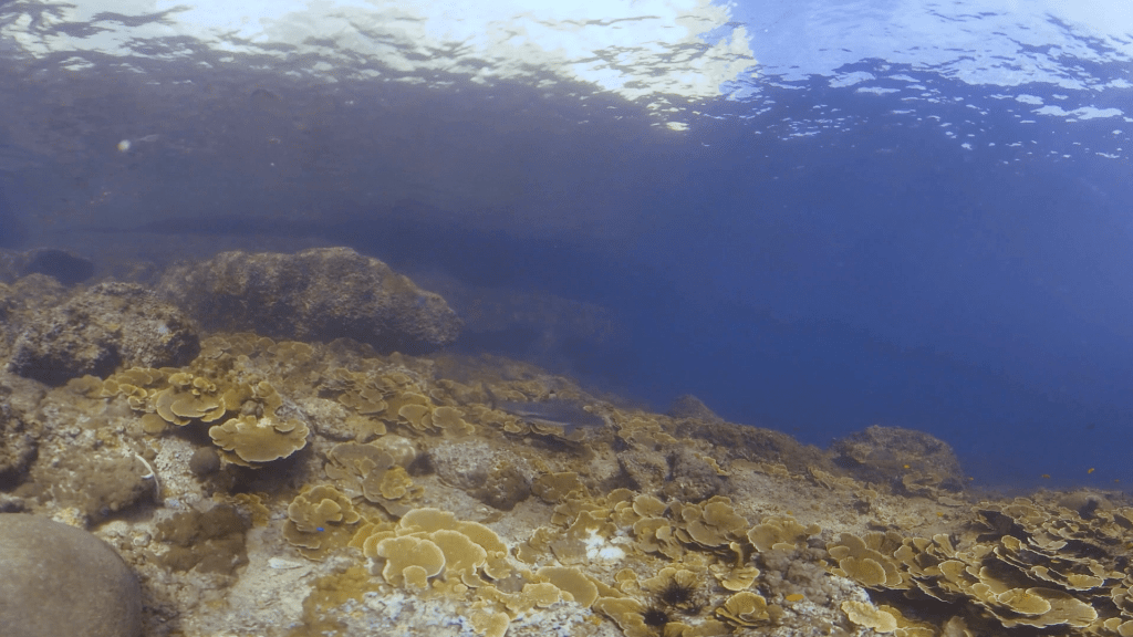 Sunlit Tropical Reefscape, Plate Corals Thrive