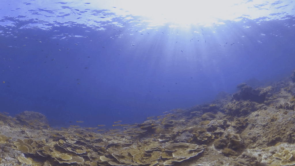 Sunbeams Illuminate Thriving Coral Garden