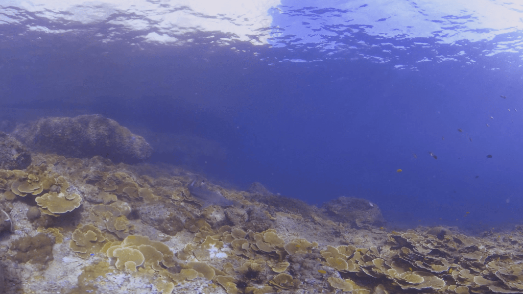 Reef Shark Patrols Sunlit Coral Slope