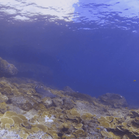 Reef Shark Patrols Sunlit Coral Slope