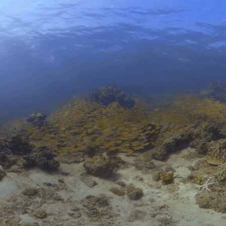 Golden Swarm: Fusilier Congregation