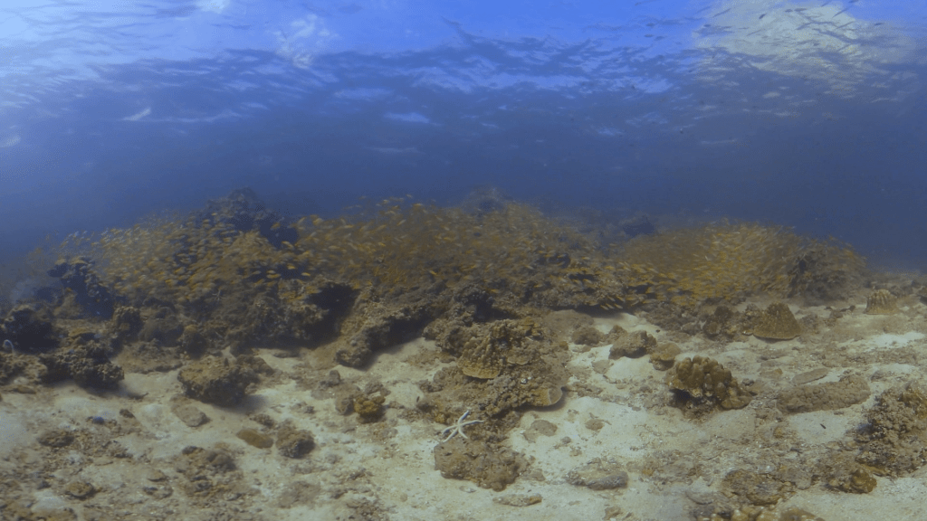Golden Sweepers: Reef Aggregation