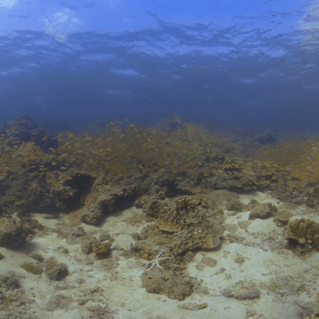 Golden Sweepers: Reef Aggregation