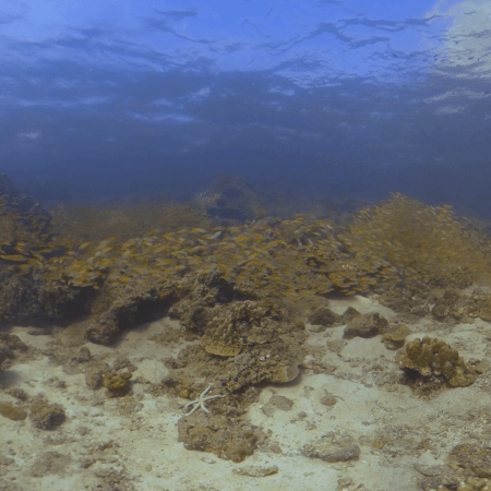 Golden School Over Pristine Coral