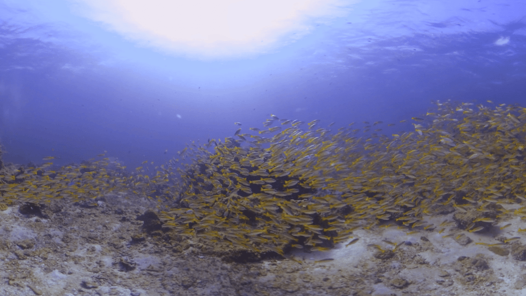 Sunlit Yellow Snapper Swirl