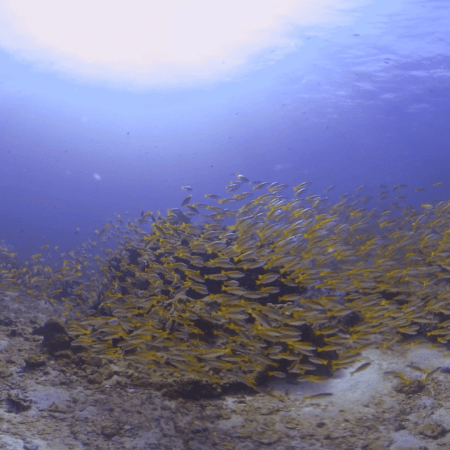 Sunlit Yellow Snapper Swirl