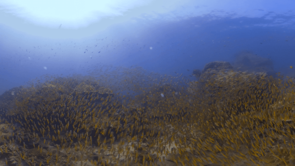 Golden Scad Swarm on Vibrant Reef