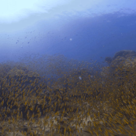 Golden Scad Swarm on Vibrant Reef