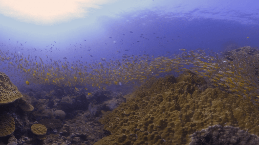 Golden Sweeper Shoal Drapes Vibrant Coral Reef