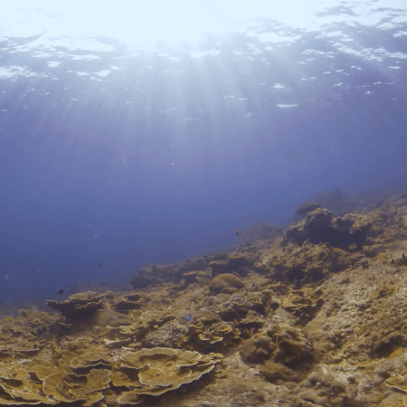Sunlit Coral Garden: Golden Rays on Reef Slope