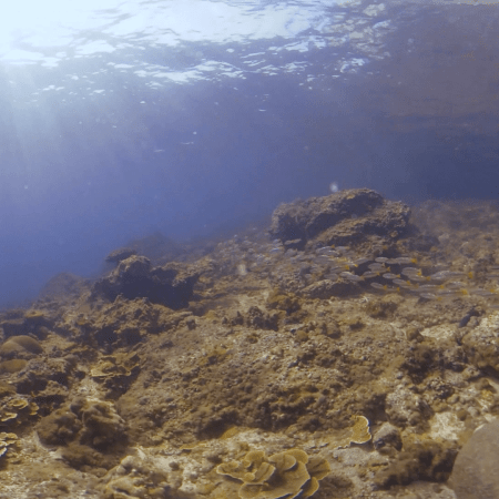 Sunlit Reef, Vibrant Schools