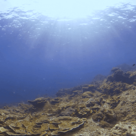 Sunlit Coral Plateau, Needlefish Glide