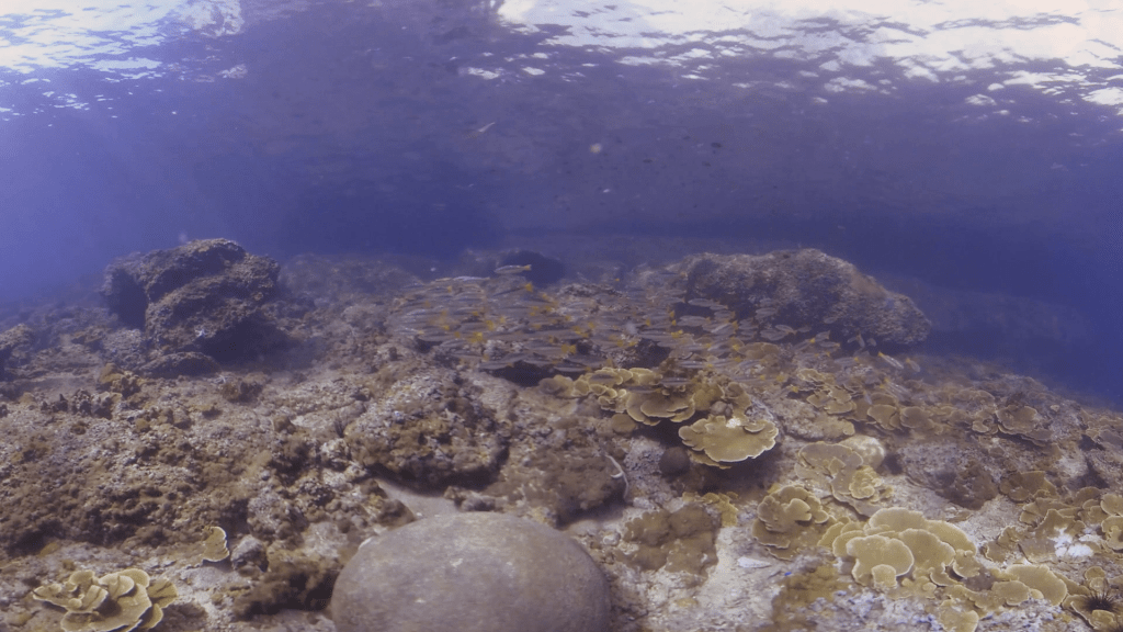 Sunlit Reef Schooling