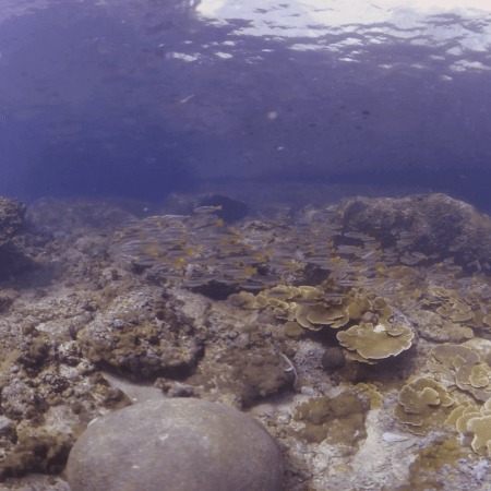 Sunlit Reef Schooling