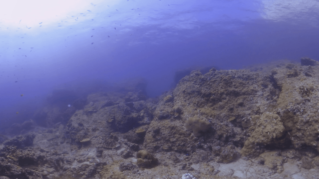 Subsurface Sunbeams on Coral Boulders