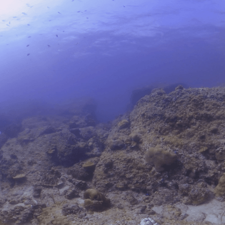 Subsurface Sunbeams on Coral Boulders