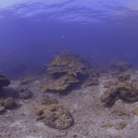 Sunlit Reef Floor, Scattered Coral Life