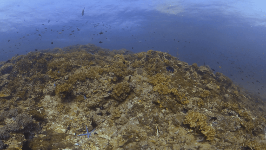 Coral Pinnacle: Fish School and Starfish Serenity