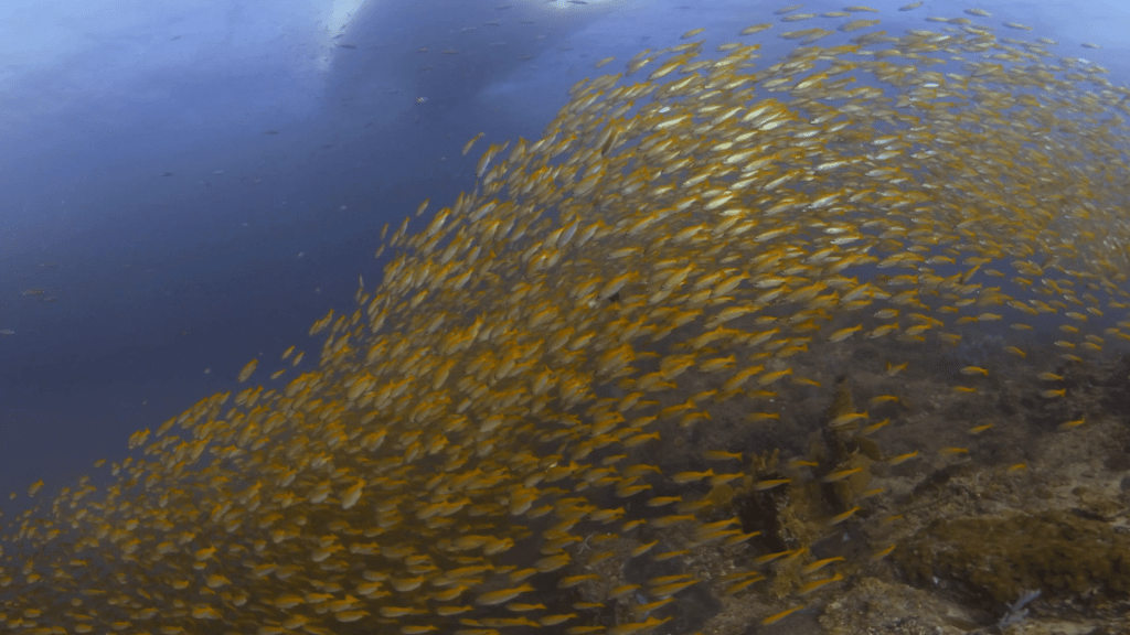 Golden Fish School Swirls Beneath Vessel Hull