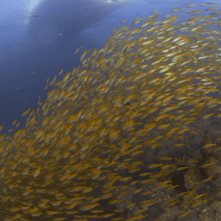 Golden Fish School Swirls Beneath Vessel Hull