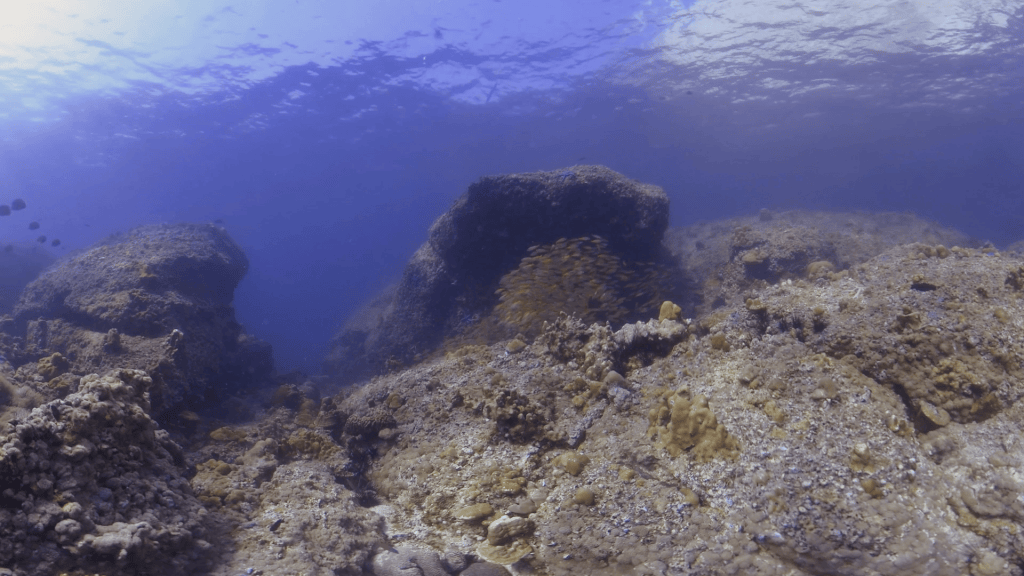 Schooling Goldies Swirl on Sunlit Reef Rocks
