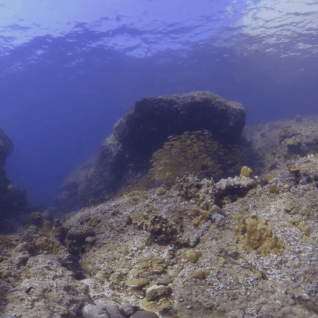 Schooling Goldies Swirl on Sunlit Reef Rocks