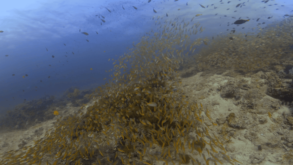 Vast Golden Sweeper Swirl Over Reef