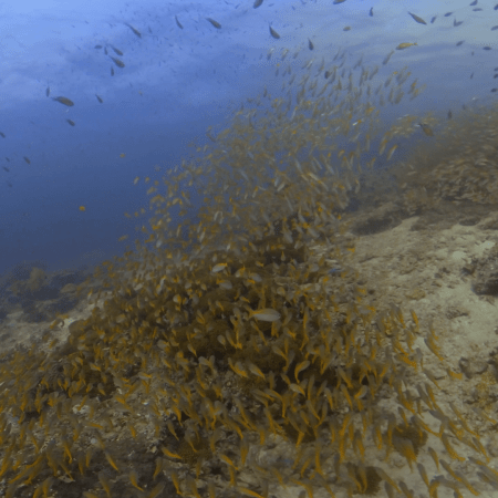Vast Golden Sweeper Swirl Over Reef