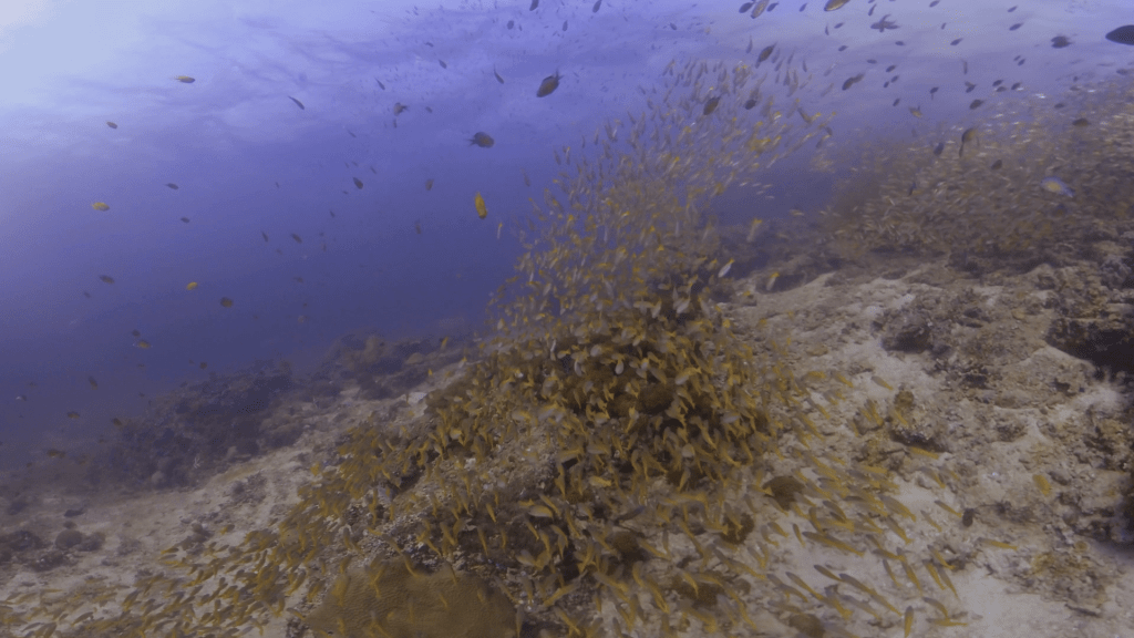 Golden School Surge over Reef