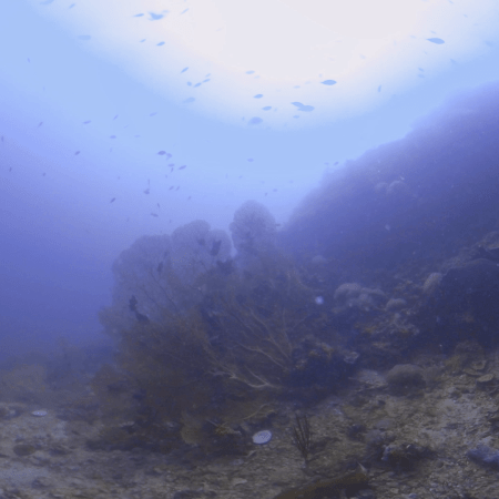 Sun-Kissed Reef: Fish Congregation Over Gorgonian Garden